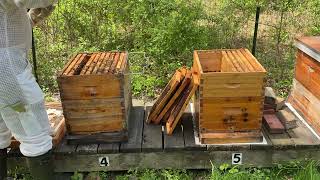 Episode #234 - Splitting a Hive - Step by Step