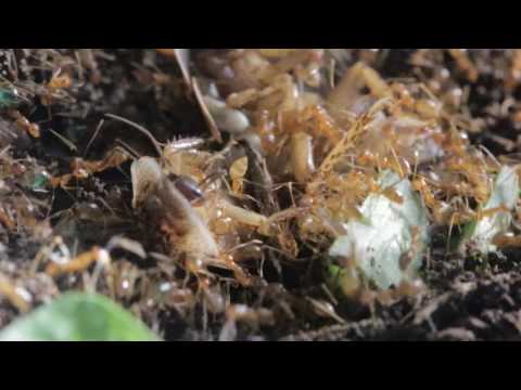 Hidden Video: Golden Empire Eating a Cockroach - Hidden Video: Golden Empire Eating a Cockroach