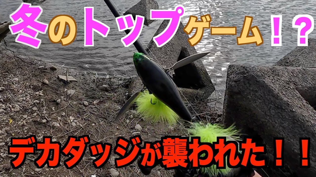 難易度MAX! 紀ノ川の川辺ワンドでバス釣り、冬のトップゲーム！