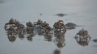 Millions Of Soldier Crabs Emerge On Talay Dao Beach, Satun Province