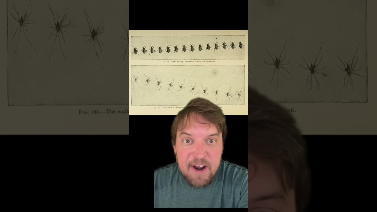 Ettienne-Jules Marey’s chronophotography. 