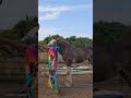 Nora, almost 2 months old, learns about flags and flappy things (foal fundamentals)