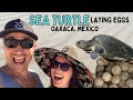 Things to do in Puerto Escondido Oaxaca  (TURTLES LAYING EGGS!)