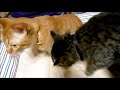 猫に着けました！当店名入れ首輪イタリア製Sサイズです！