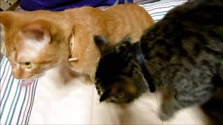 猫に着けました！当店名入れ首輪イタリア製Sサイズです！