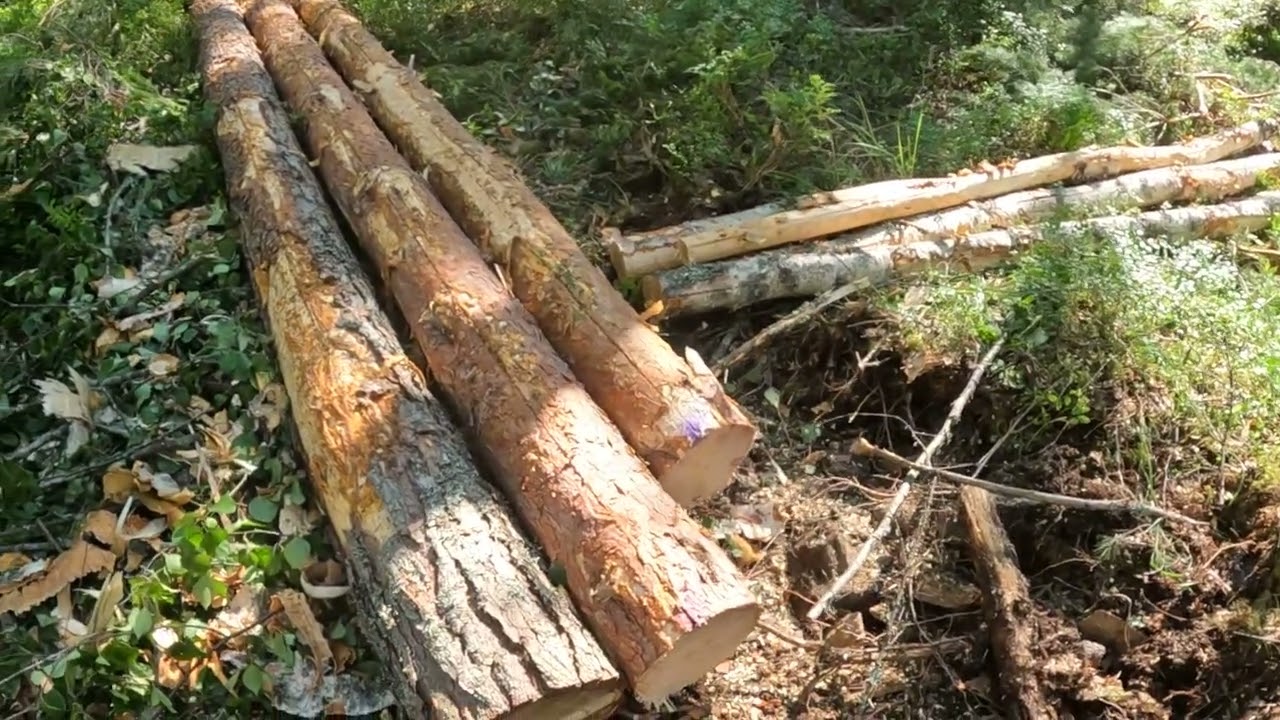 Toinen harvennus menossa 40-45  vuoden ikäisessä sekametsässä