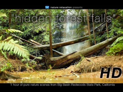 [HD] "Hidden Forest Falls" 1 HR of Redwood Waterfall Scenes from Big Basin State park