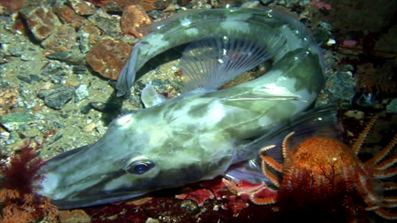 Biodiversidad y Cambio Climatico CAPSULA 11 PEZ HIELO