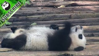 Nanny helps soft panda baby turn over on bed. screenshot 2