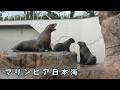 【マリンピア日本海】 元気の有り余るトドの姉弟（261005）