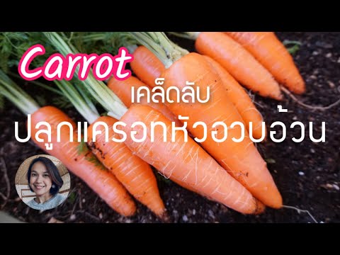 ดูเสร็จ ปลูกได้เลย ปลูกแครอทยังไงให้หัวอวบอ้วน ละเอียดทุกขั้นตอนจริงๆ How to grow Carrot.にんじん