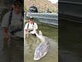 Hang on! These fish fight hard! #rivermonster