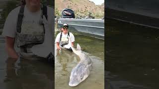 Hang on! These fish fight hard! #rivermonster