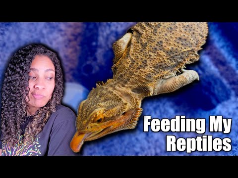Feeding My Reptiles!