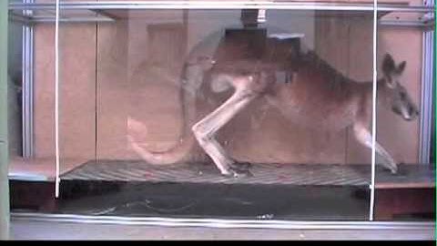 Pentapedal Locomotion Video High Resolution credit SFU Locomotion Lab