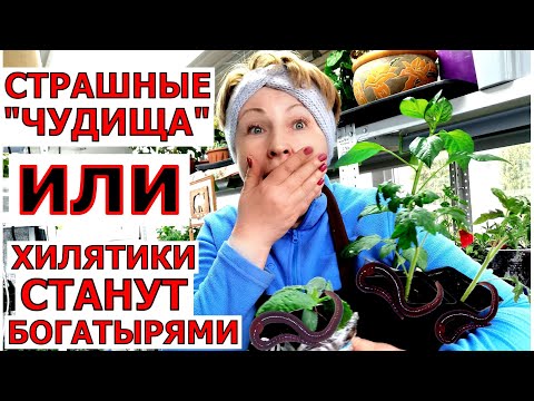 видео: Рассада из хилой -- в жирную. Жалею, что раньше не выращивала. Буду  экономить бюджет