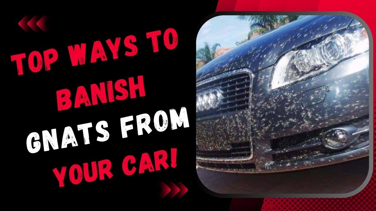Top Ways to Banish Gnats from Your Car! YouTube