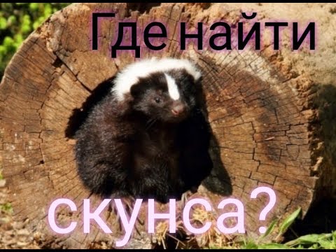 Red Dead Redemption 2 - Где найти СКУНСА?
