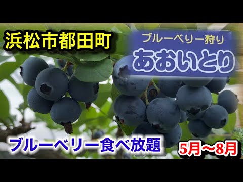 ブルーベリー農園「あおいとり」(佐藤農園)の紹介動画サムネイル