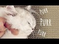 Petting fluffy white British Longhair kitten for 5 minutes – Purring ASMR