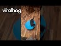 Cat on a Spinning Chair || ViralHog