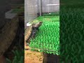 亀の浮島自作
