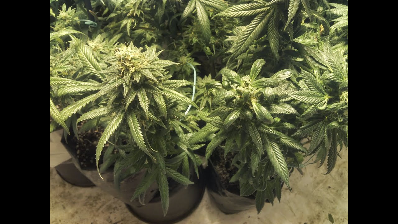 Master/Bubba Kush - November, 2014