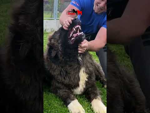 Rough Yet Gentle Fight 🦁🐾 #dog #dogs #bigdogs #caucasianshepherd #jozodogs