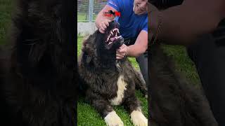 Rough Yet Gentle Fight 🦁🐾 #dog #dogs #bigdogs #caucasianshepherd #jozodogs