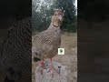 Desi Teetar Ki Awaz Desi Teetar Ki Masti Desi Teetar Ki Awaz Desi Teetar Ki Masti