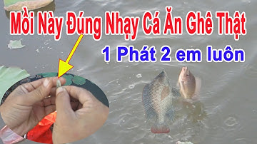 Câu Cá Rô Phi Bằng Mồi Này Thì Tha Hồ Mà Giật , Cá Ăn Liên Tục Giật Muốn Gãy Cái Tay