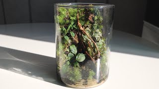 Building a jungle terrarium in a $2 bottle
