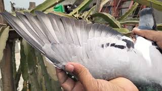 Gaby Vandenabeele Male Racing Pigeon.