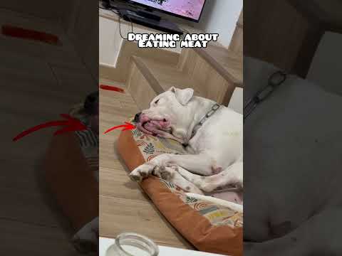 Dogshorts Doggielife Cutedog Doggybestfriend Dogmemes Funnydog Funnydogs Dog Fypyoutube 