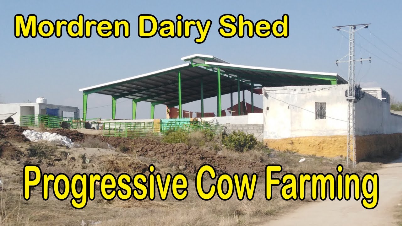 Dutch(Fresion) Cow Farming || Open Housing Shed || Dairy Farming Pakistan || Bashir Fattaning Farm