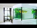 Super clean golden arowana tank in the living room  best arowana tanks