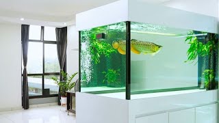 Super Clean Golden Arowana Tank in the Living Room | Best Arowana Tanks screenshot 4