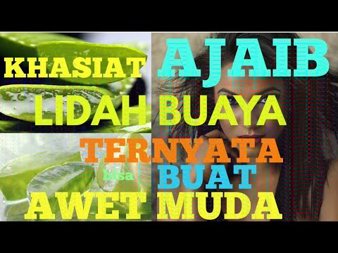 Manfaat Ajaib Lidah Buaya buat Kesehatan 