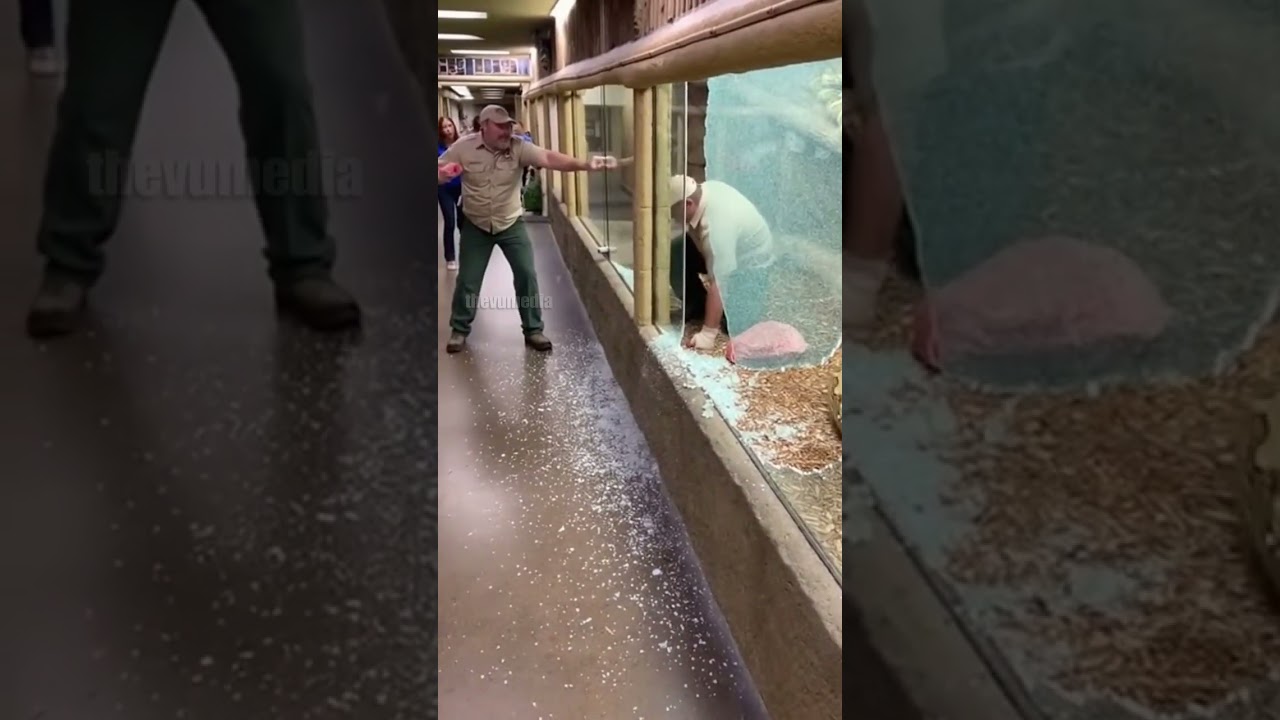 Giant Python Zoo Breakout!