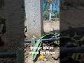 #farmland #dragonfruitfarm #drip system #farming