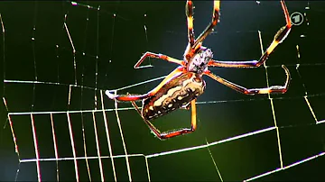 Wie webt eine Spinne?