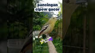 Download Lagu pancingan sirtu gacor...#sirtugacor#sirtumania #sirtu #masteranburung #masteranmuraibatu #burung MP3