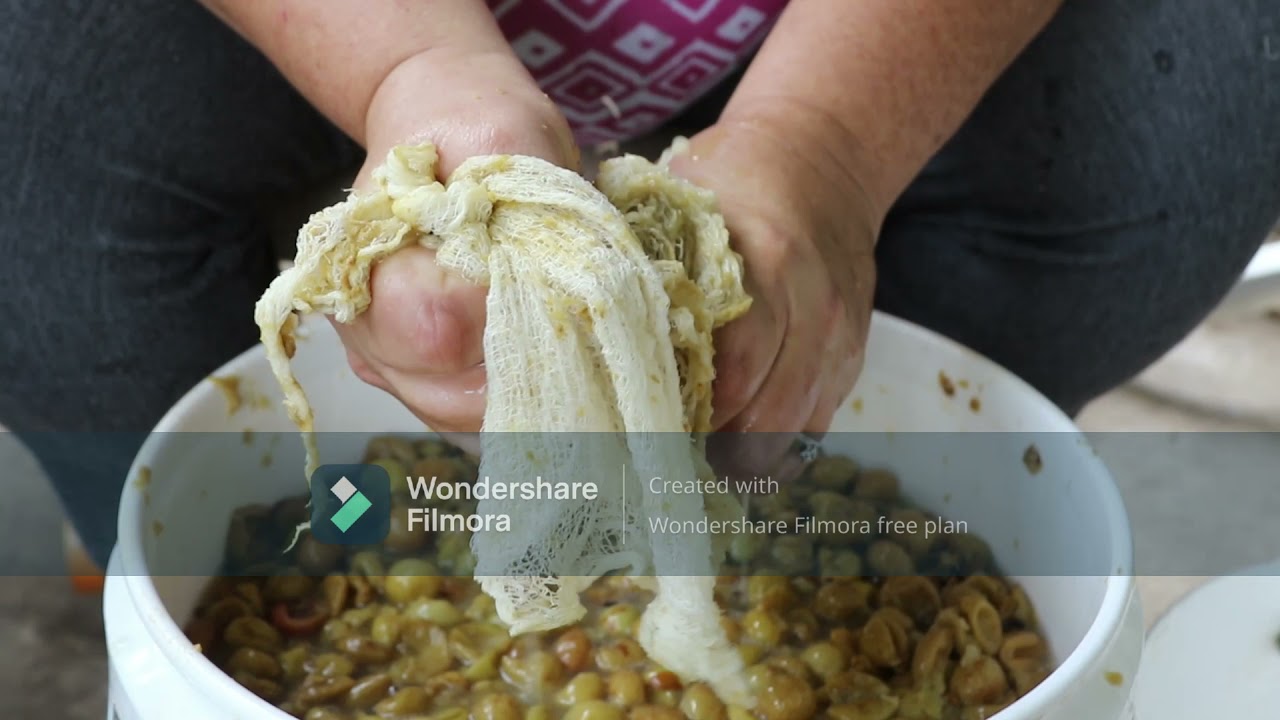 Making Homemade Scuppernong Wine (Part 2) YouTube