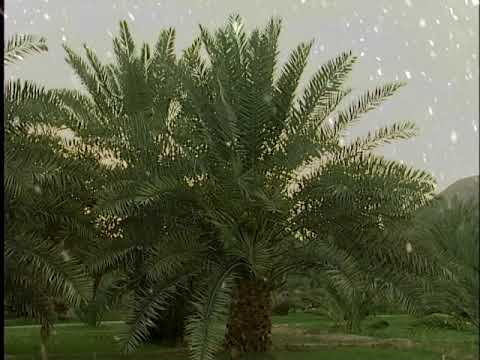 نبوية الملاك الاسرى وسما