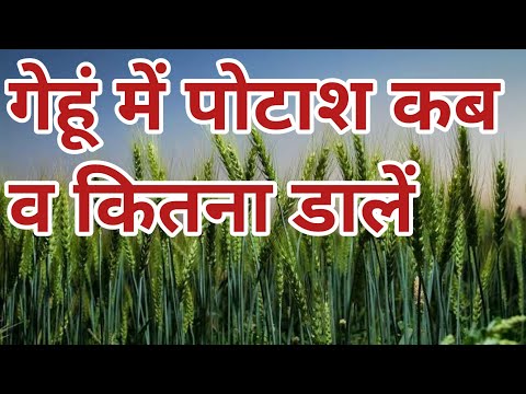 वीडियो: मुझे अपने लॉन में पोटाश कब लगाना चाहिए?