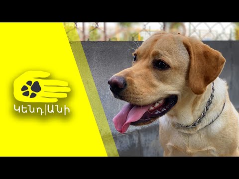 Video: Labrador - Qen Apo Gur?