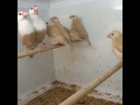 من اجمل طفرات الجاوا