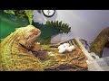 ABANDONED BEARDED DRAGON LAYS EGGS! | WHAT DO WE DO NOW? | WINTER RESCUE