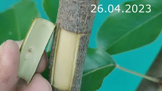 grafting a tree with a double blade // budding