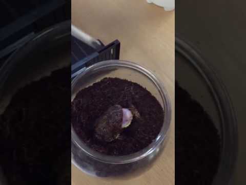 roach killer Ceratophrys ornata feeding on Dubia
